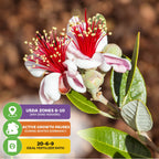 Close-up of Pineapple Guava (Feijoa) - Acca sellowiana by Wellspring Gardens: white petals, red stamens; USDA zones 8–10, winter dormancy, 20-6-9 fertilizer. Self-fertile fruit and an appealing landscape shrub.