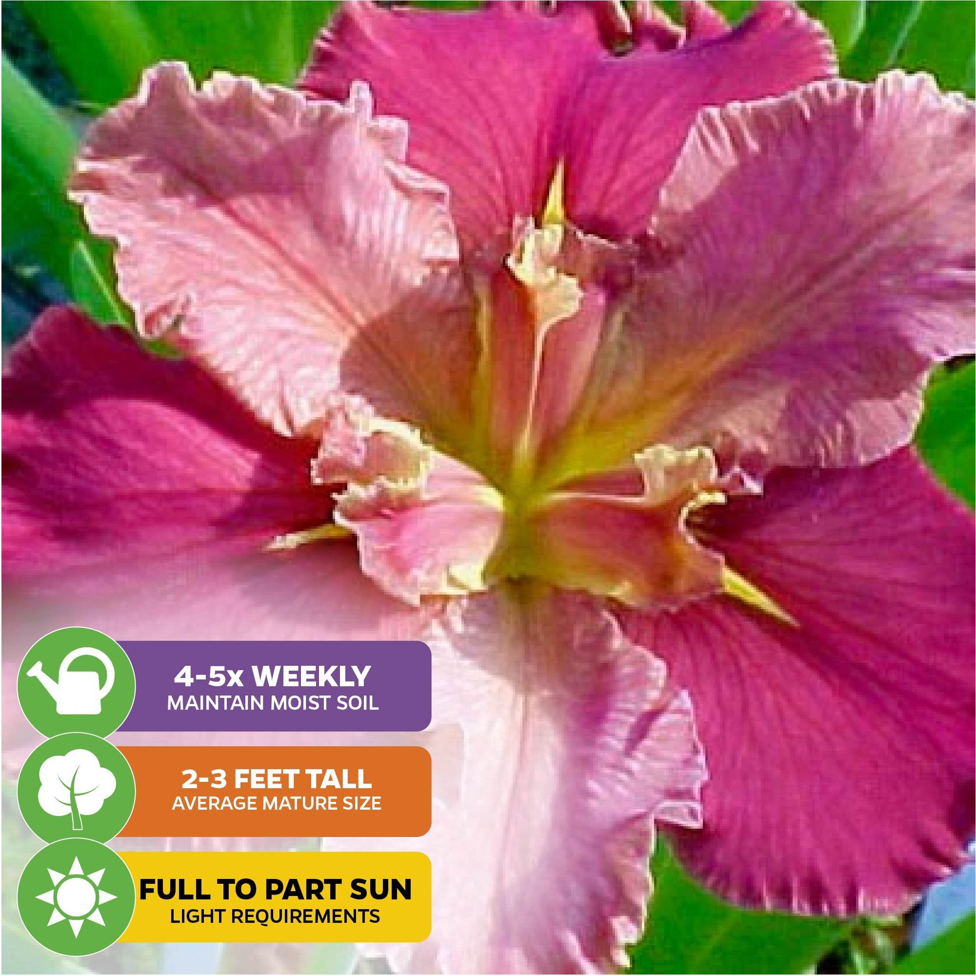 Close-up of a Wellspring Gardens Peaches and Wine Iris, a vibrant Louisiana iris. Care icons indicate watering 4-5 times weekly, 2-3 ft. height, and thriving in full/part sun. Green leaves are visible in the background.