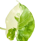 A single Variegated Elephant Ear - Alocasia leaf by Wellspring Gardens, featuring green and creamy white variegation with distinct patches and streaks, displayed on a white background.