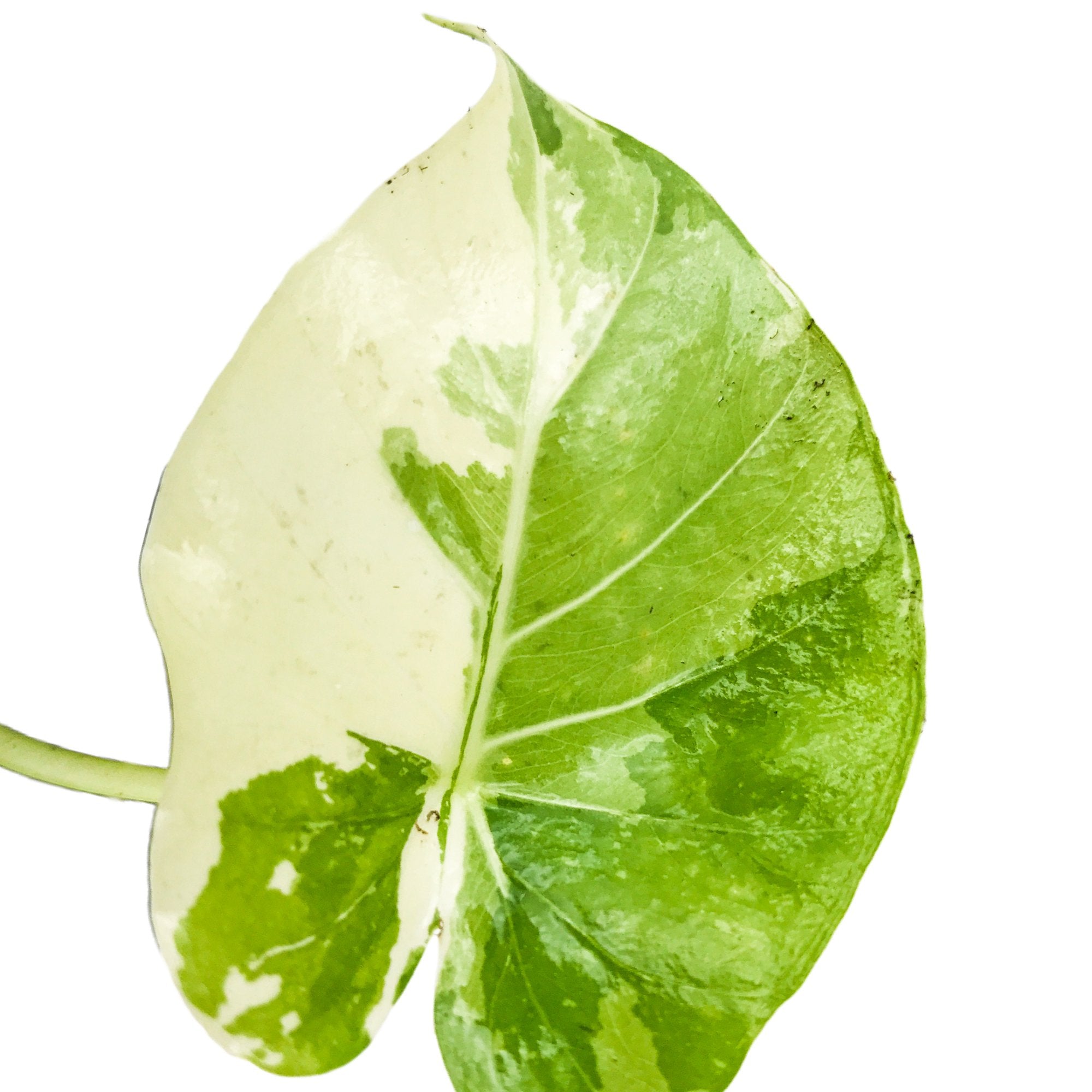 A single Variegated Elephant Ear - Alocasia leaf by Wellspring Gardens, featuring green and creamy white variegation with distinct patches and streaks, displayed on a white background.
