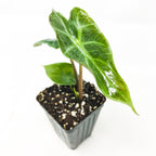 A small green Ebony TM Elephant Ear - Alocasia by Wellspring Gardens grows in a black plastic pot filled with soil, its large shiny arrow-shaped leaves displayed against a plain white background.