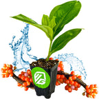 A small Wellspring Gardens Medinilla succulenta Orchid, a unique epiphytic plant with lush green leaves, sits on a branch adorned with orange and pink berries. Water splashes glisten behind the black pot’s green and white Wellspring logo.