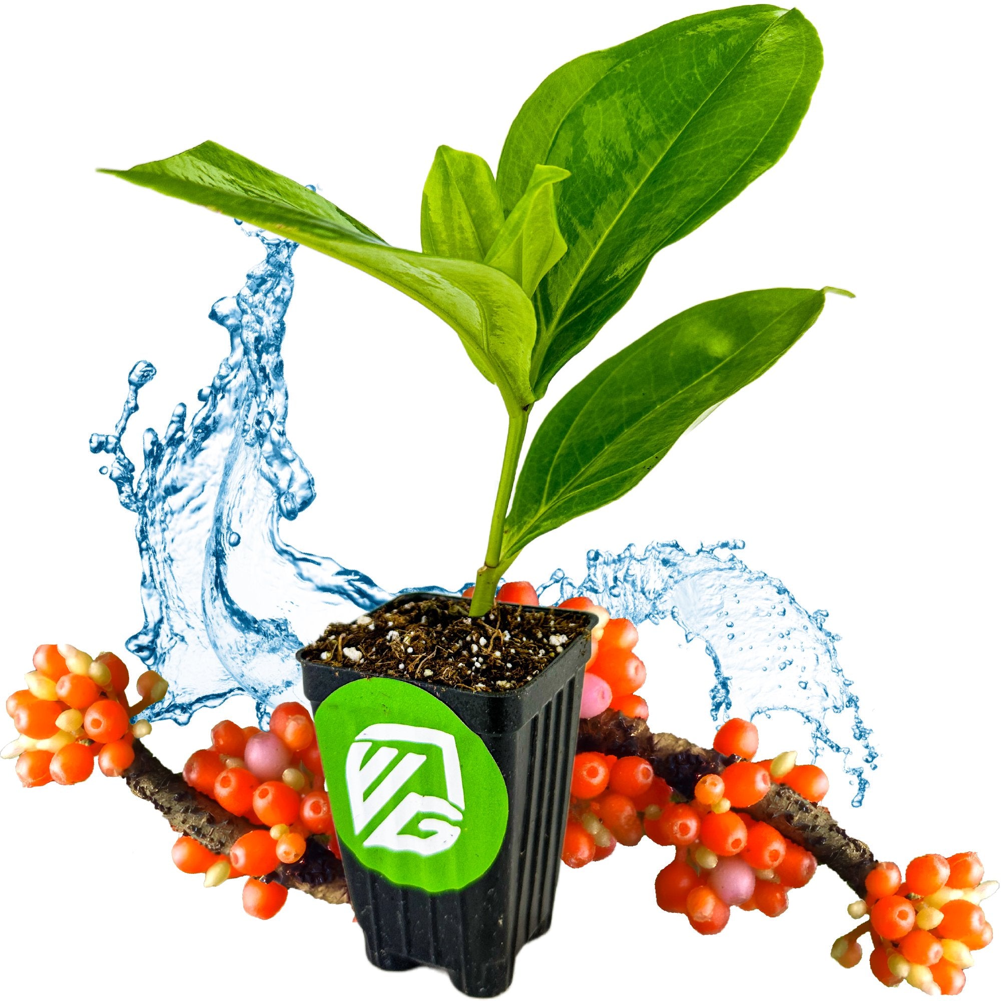 A small Wellspring Gardens Medinilla succulenta Orchid, a unique epiphytic plant with lush green leaves, sits on a branch adorned with orange and pink berries. Water splashes glisten behind the black pot’s green and white Wellspring logo.