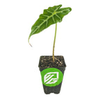 A single-leaf Mandalay Elephant Ear - Alocasia from Wellspring Gardens stands upright in soil inside a black plastic pot featuring a green and white logo.
