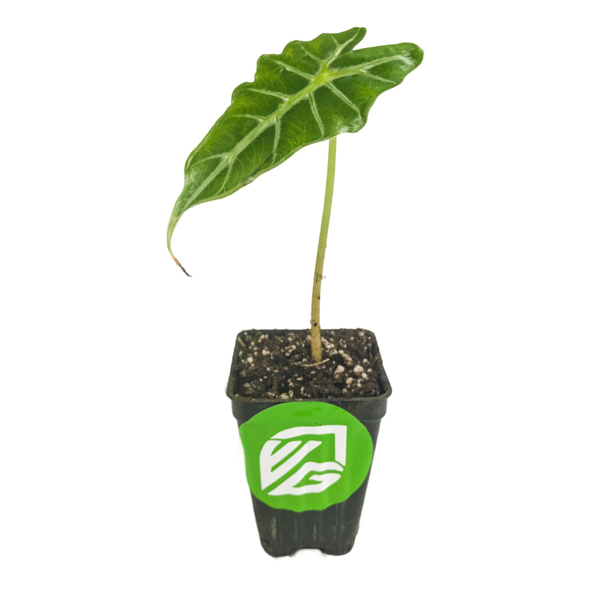 A single-leaf Mandalay Elephant Ear - Alocasia from Wellspring Gardens stands upright in soil inside a black plastic pot featuring a green and white logo.