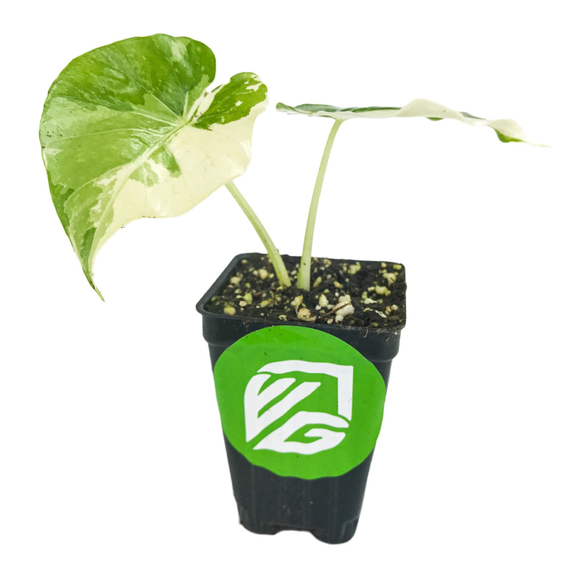 A Variegated Elephant Ear - Alocasia by Wellspring Gardens, featuring two green and white leaves in dark soil, is potted in a black plastic pot with a green logo sticker. The background is white.