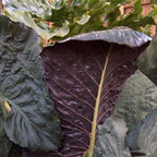 The Serendipity Elephant Ear - Alocasia by Wellspring Gardens features large, dark purple leaves with bold veins that stand out among lush green foliage, creating a striking display in any garden.