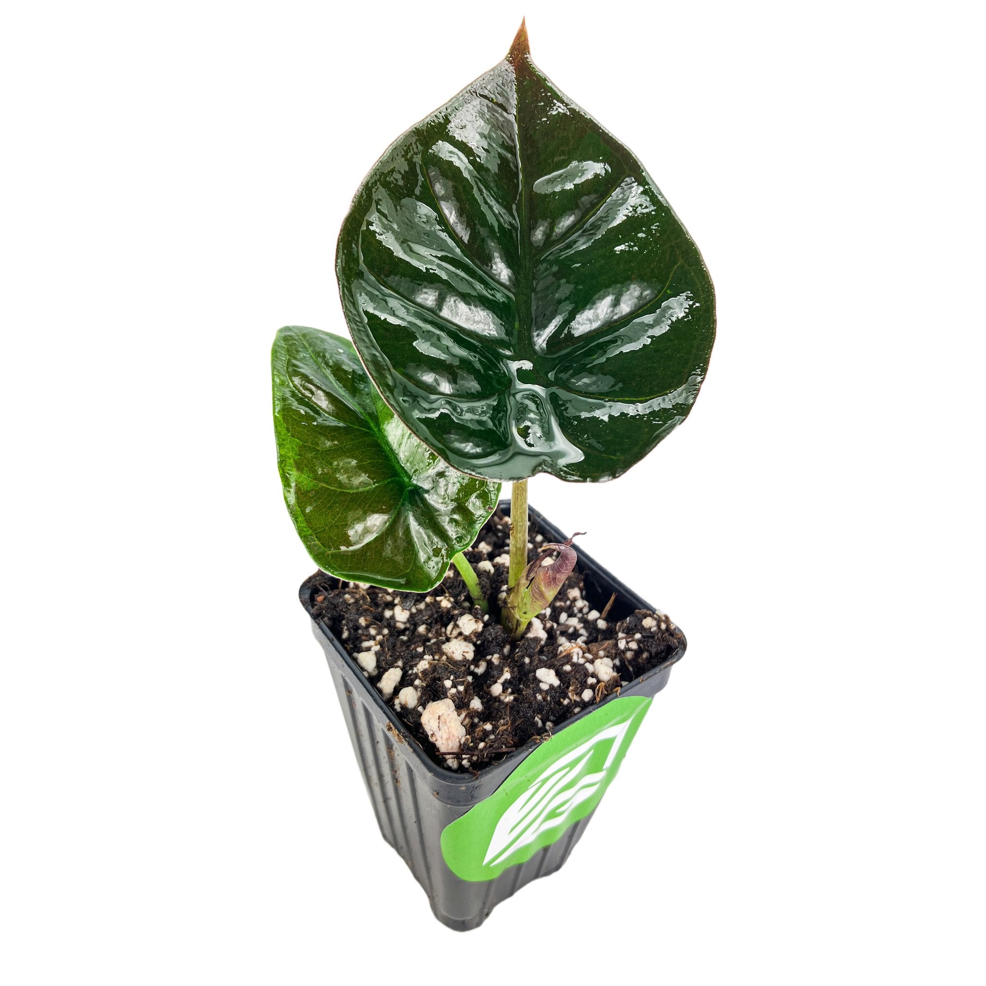 The Wellspring Gardens Kapit 'Black Panther' Elephant Ear (Alocasia infernalis) features two large, glossy dark green leaves in a black plastic pot. Shown against a white background, this houseplant thrives in shaded environments.