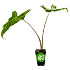 A Wellspring Gardens Sarian Elephant Ear (African Mask) by Alocasia, with two tall, arching stems and large heart-shaped green leaves in a black pot with a green and white logo, displayed on a white background.