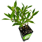 A small potted Dwarf Gardenia Radicans (Gardenia jasminoides 'Radicans') from Wellspring Gardens, with slender stems and elongated leaves in speckled soil, is displayed in a black plastic pot with a green and white label.