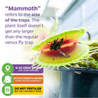 Close-up of Mammoth Venus Fly Trap - Dionaea muscipula by Wellspring Gardens capturing prey in its extra-large trap. Text clarifies "Mammoth" means trap size, not plant size, with care tips, USDA zones, and indoor carnivorous plant info.