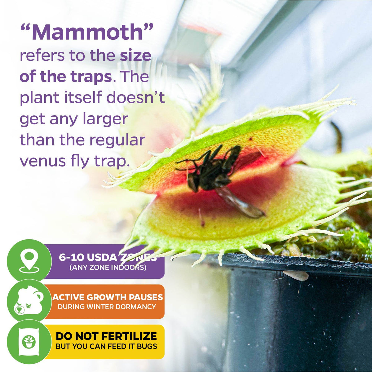 Mammoth Venus Fly Trap - Dionaea muscipula – Wellspring Gardens
