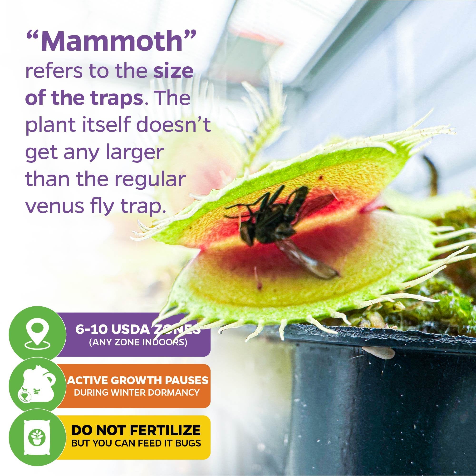 Close-up of Mammoth Venus Fly Trap - Dionaea muscipula by Wellspring Gardens capturing prey in its extra-large trap. Text clarifies "Mammoth" means trap size, not plant size, with care tips, USDA zones, and indoor carnivorous plant info.