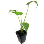 A Wellspring Gardens Cucullata Elephant Ear (Buddha's Palm) plant features three slender green stems and large, heart-shaped leaves in dark soil within a black plastic pot, pictured against a white background.