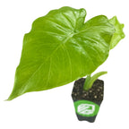 The Wellspring Gardens Odora Elephant Ear (Alocasia odora) is a small potted house plant featuring a large, vibrant green, heart-shaped leaf and a smaller emerging leaf, set against a white background.