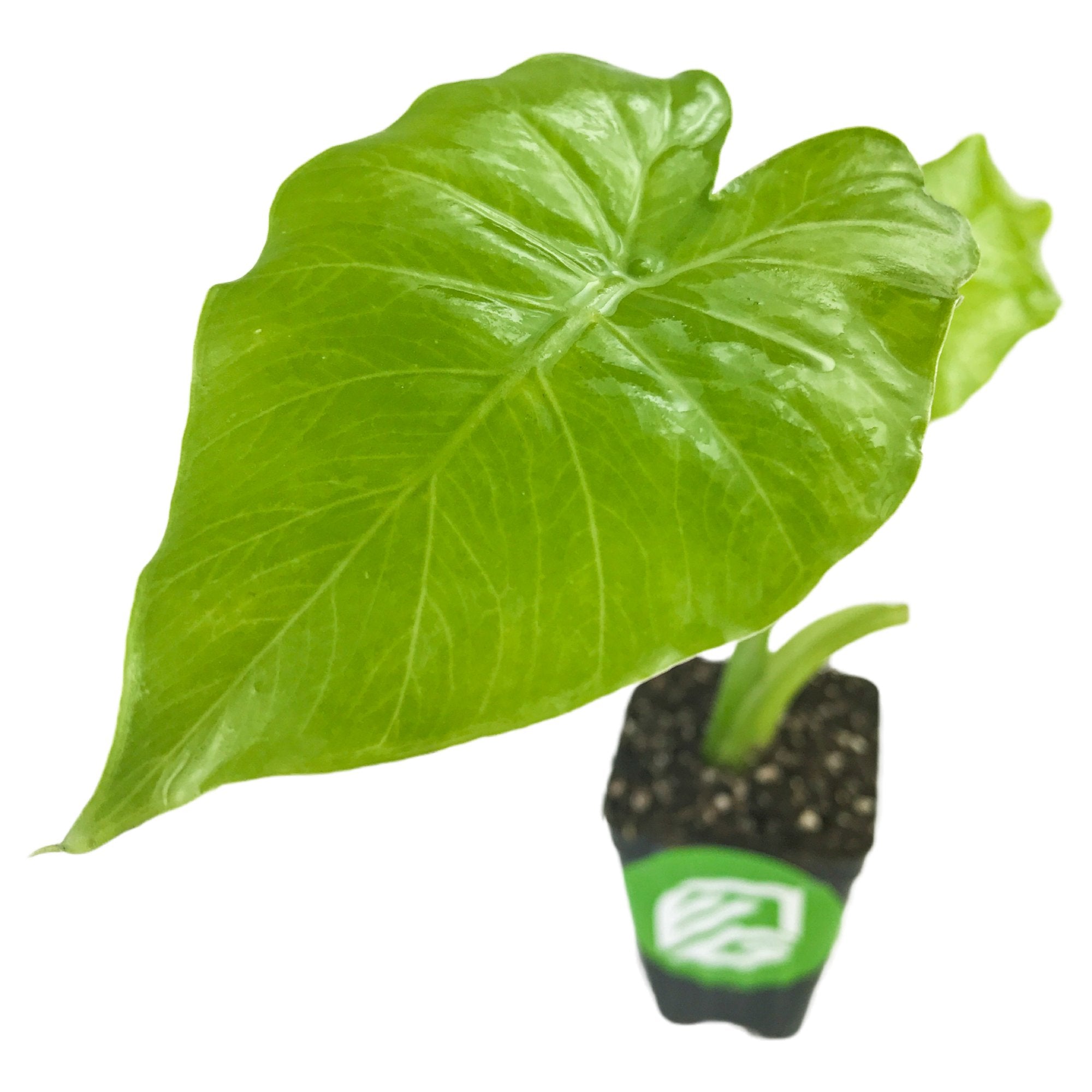 The Wellspring Gardens Odora Elephant Ear (Alocasia odora) is a small potted house plant featuring a large, vibrant green, heart-shaped leaf and a smaller emerging leaf, set against a white background.