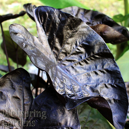 Black Ripple Elephant Ear (Puckered Up) - Colocasia
