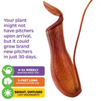The Wellspring Gardens Alata Carnivorous Pitcher Plant (Nepenthes) may start without pitchers but can grow them in 30 days. Water 4–5 times per week, keep in bright, diffused light, and expect it to reach up to 3 feet—ideal for indoors.