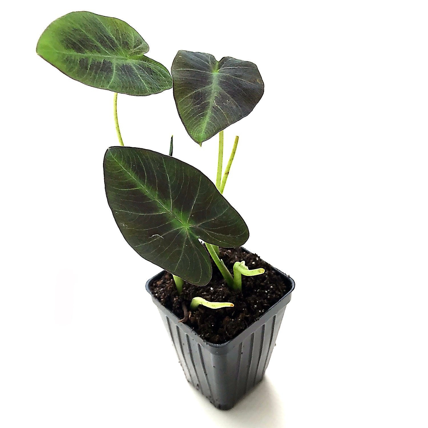 colocasia plant indoor Coal Miner ™ Elephant Ear