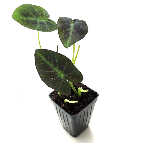 colocasia cranberry elephant ear plant Coal Miner ™ Elephant Ear
