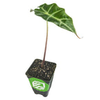 The Wellspring Gardens Polly Elephant Ear (Dwarf Amazonica) - Alocasia is a small indoor plant with one long stem and a large dark green, arrow-shaped leaf featuring white veins. It comes potted in soil with a green and white label.