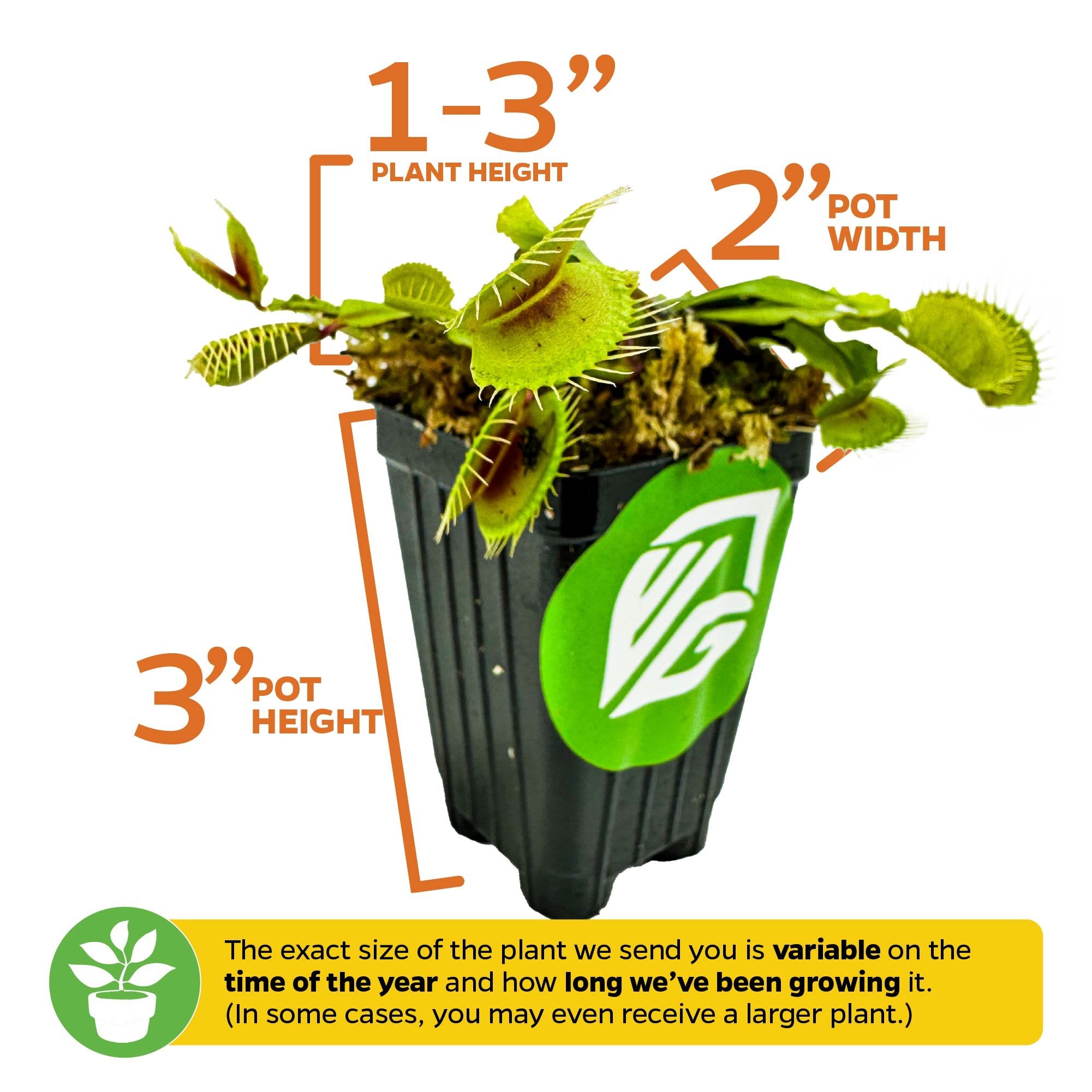 The Mammoth Venus Fly Trap (Dionaea muscipula) by Wellspring Gardens is an indoor carnivorous plant in a black pot; plant height: 1-3 inches, pot width: 2 inches, pot height: 3 inches.