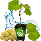 A young Blanc du Bois Grape (Vitis labrusca) plant by Wellspring Gardens, in a small pot with green leaves, set before winemaking grapes and a splash of water on white—ideal for Southeastern U.S. growers.
