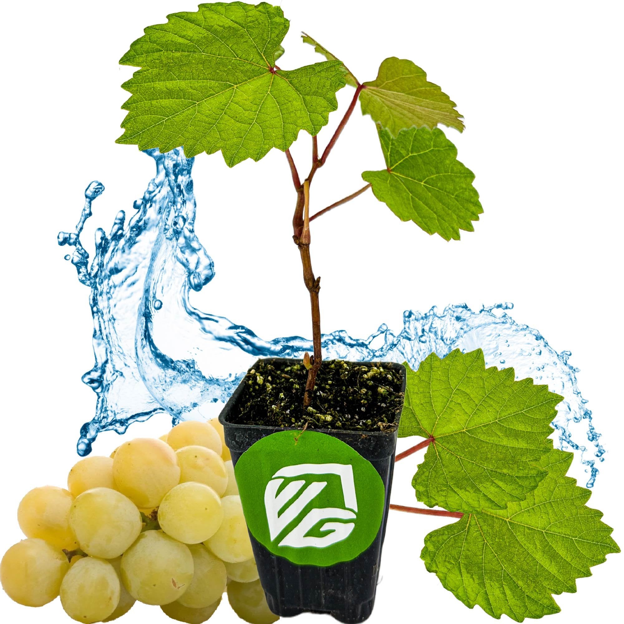 A young Blanc du Bois Grape (Vitis labrusca) plant by Wellspring Gardens, in a small pot with green leaves, set before winemaking grapes and a splash of water on white—ideal for Southeastern U.S. growers.