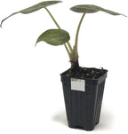 A small potted Wentii Elephant Ear (Alocasia wentii) by Wellspring Gardens features two large green leaves on one stem in a black plastic pot labeled WENTII, shown against a white background.