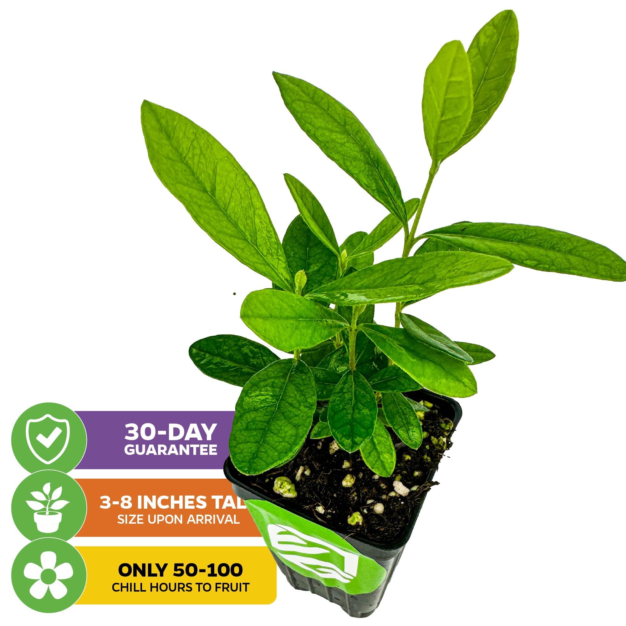 Pineapple Guava (Feijoa) - Acca sellowiana – Wellspring Gardens