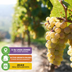 A close-up of ripe Blanc du Bois Grape - Vitis labrusca (Wellspring Gardens) on the vine in a sunny Southeastern U.S. vineyard, with infographics showing USDA Zones 5-8a, winter dormancy pause, and an ideal 20:6:9 fertilizer ratio.