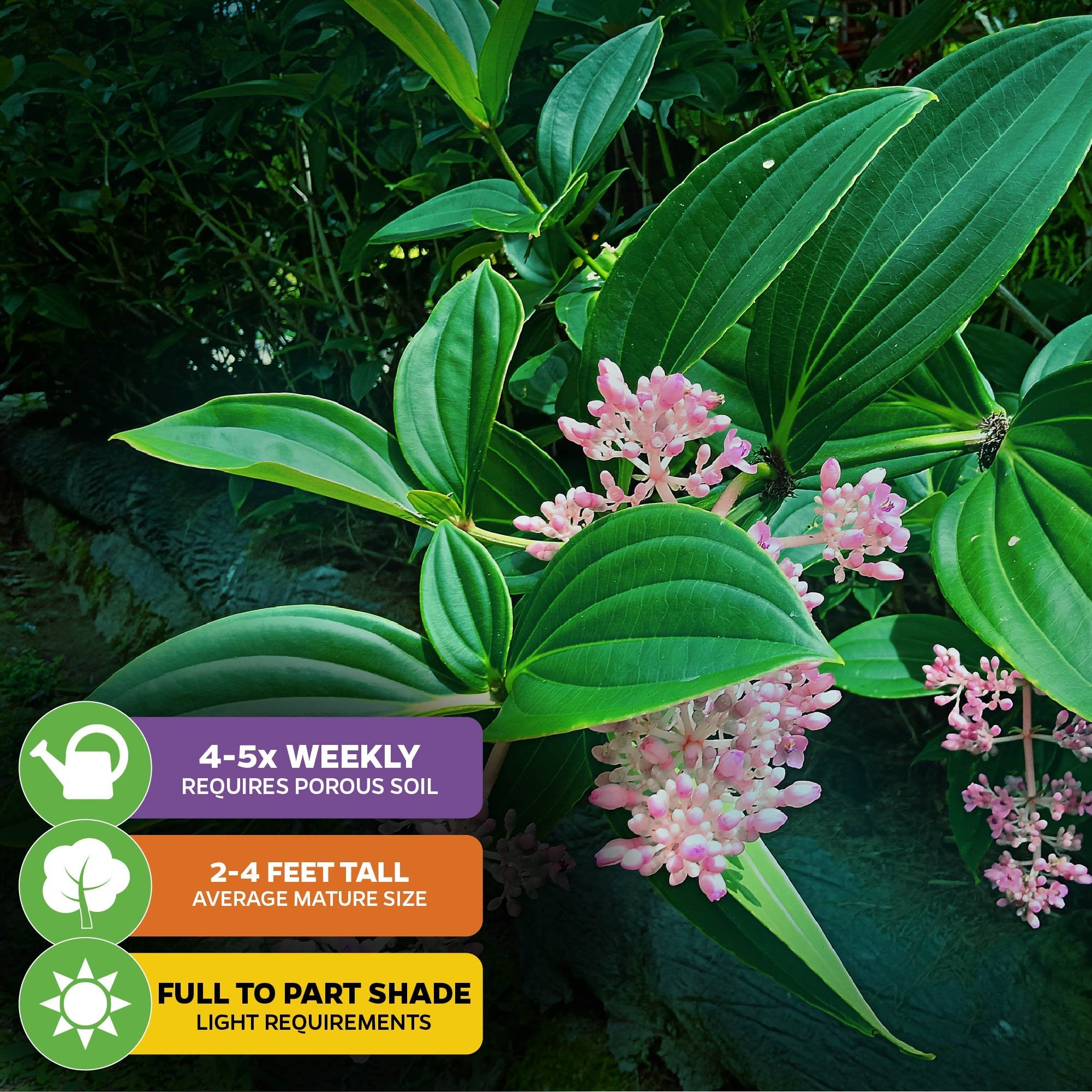 The Malaysian Orchid (Malaysian Grapes) - Medinilla myriantha by Wellspring Gardens features pink flower clusters among glossy green leaves. Water 4-5x weekly, grows 2-4 ft tall, and thrives in full to part shade.
