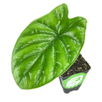 A single deep green, arrowhead-shaped leaf with prominent veins makes this Wellspring Gardens Quilted Dreams Elephant Ear (Alocasia sinuata) houseplant stand out in its small black pot with a green and white label.