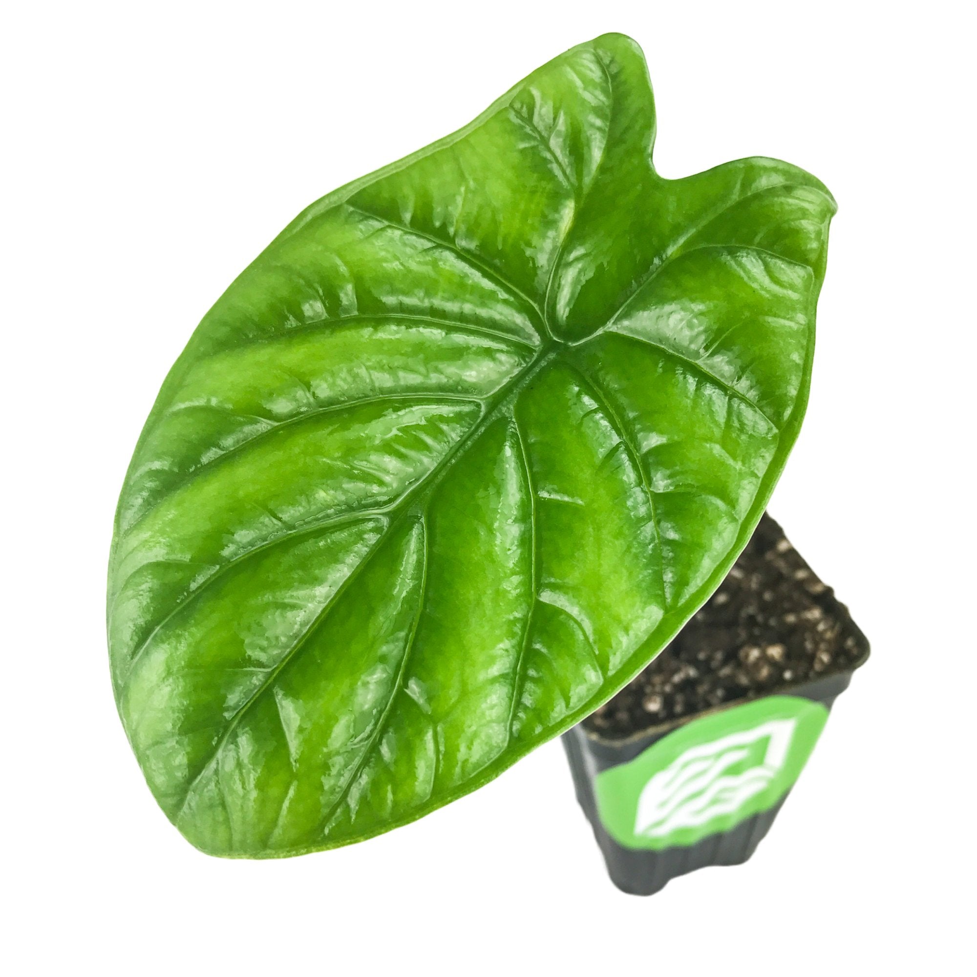 A single deep green, arrowhead-shaped leaf with prominent veins makes this Wellspring Gardens Quilted Dreams Elephant Ear (Alocasia sinuata) houseplant stand out in its small black pot with a green and white label.
