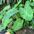 Morning Dew Elephant Ear (Colocasia esculenta) from Wellspring Gardens features large, heart-shaped green leaves with yellow variegation on long stems, forming clumps among rocks and other plants.