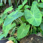 Morning Dew Elephant Ear (Colocasia esculenta) from Wellspring Gardens features large, heart-shaped green leaves with yellow variegation on long stems, forming clumps among rocks and other plants.