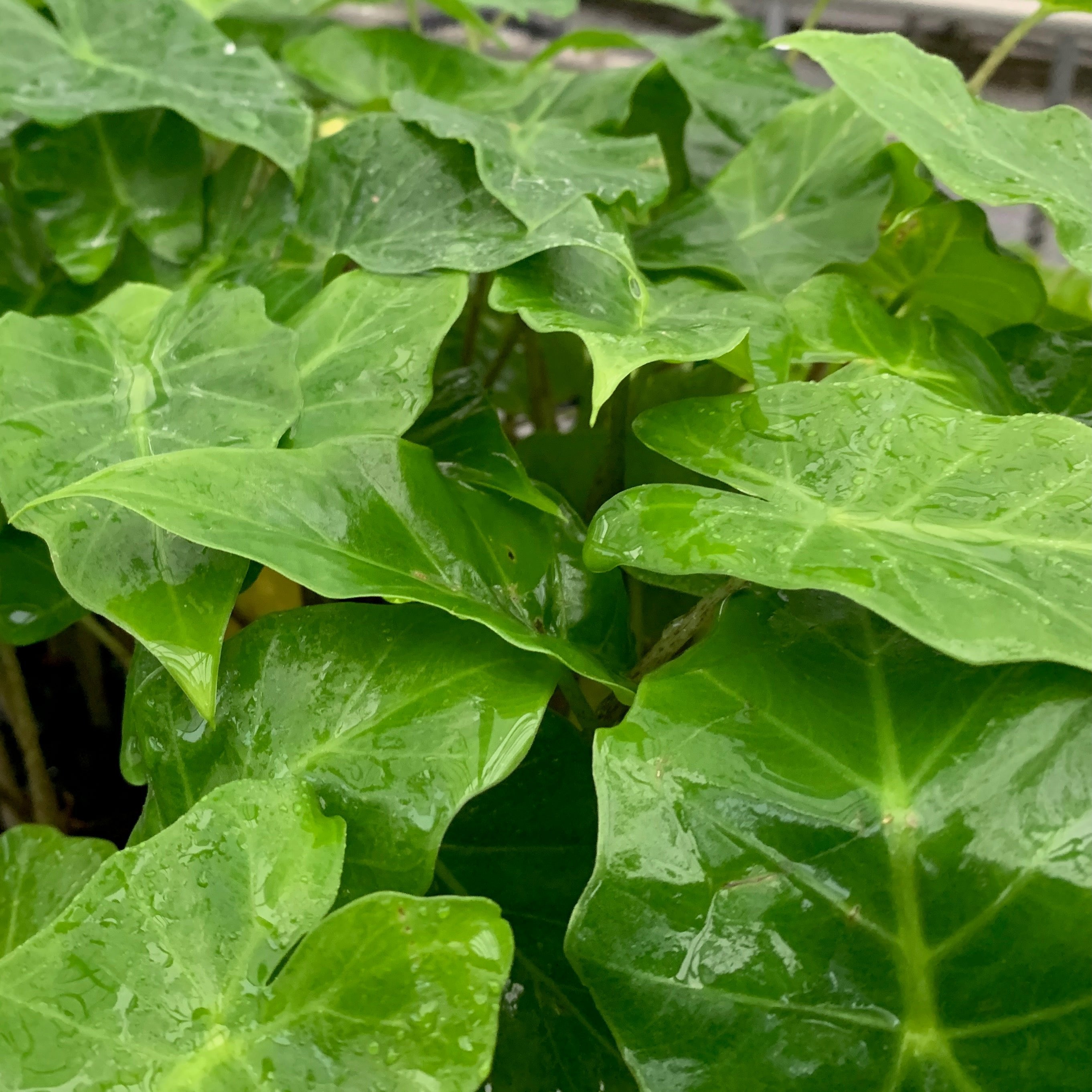 elephant ears plant dogs Portora Elephant Ear