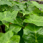 Close-up of lush, green Portora Elephant Ear - Alocasia by Wellspring Gardens, with upright clumps and broad leaves covered in water droplets, forming a dense, vibrant canopy in a natural outdoor setting.