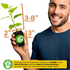 A smiling man holds a Dwarf Everbearing Black Mulberry Tree (Morus nigra) from Wellspring Gardens, 3–8" tall in a 2" wide, 3" high pot. Text notes size varies by season and growing time.