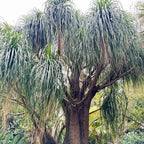 The Wellspring Gardens Ponytail Palm (Beaucarnia recurvata) features a thick trunk and long, arching leaves that cascade gracefully, adding elegance to lush garden spaces.