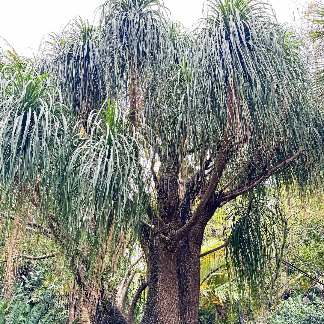 The Wellspring Gardens Ponytail Palm (Beaucarnia recurvata) features a thick trunk and long, arching leaves that cascade gracefully, adding elegance to lush garden spaces.