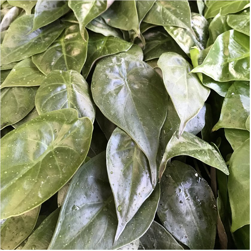 Wentii Elephant Ear (Went's Hardy/New Guinea Shield) - Alocasia wentii