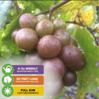 A cluster of purple grapes hangs from a Wellspring Gardens Carlos Muscadine Grape Vine (Vitis rotundifolia) with green leaves—ideal for juice and wine. Needs full sun, 4–5 waterings/week, and can grow up to 20 feet long.