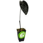 The Wellspring Gardens Painted Black Elephant Ear ppaf Gecko tm - Colocasia features a single tall stem with a large glossy dark purple-black leaf in a small black pot, green and white logo, and pebbly soil—an eye-catching dark foliage plant.