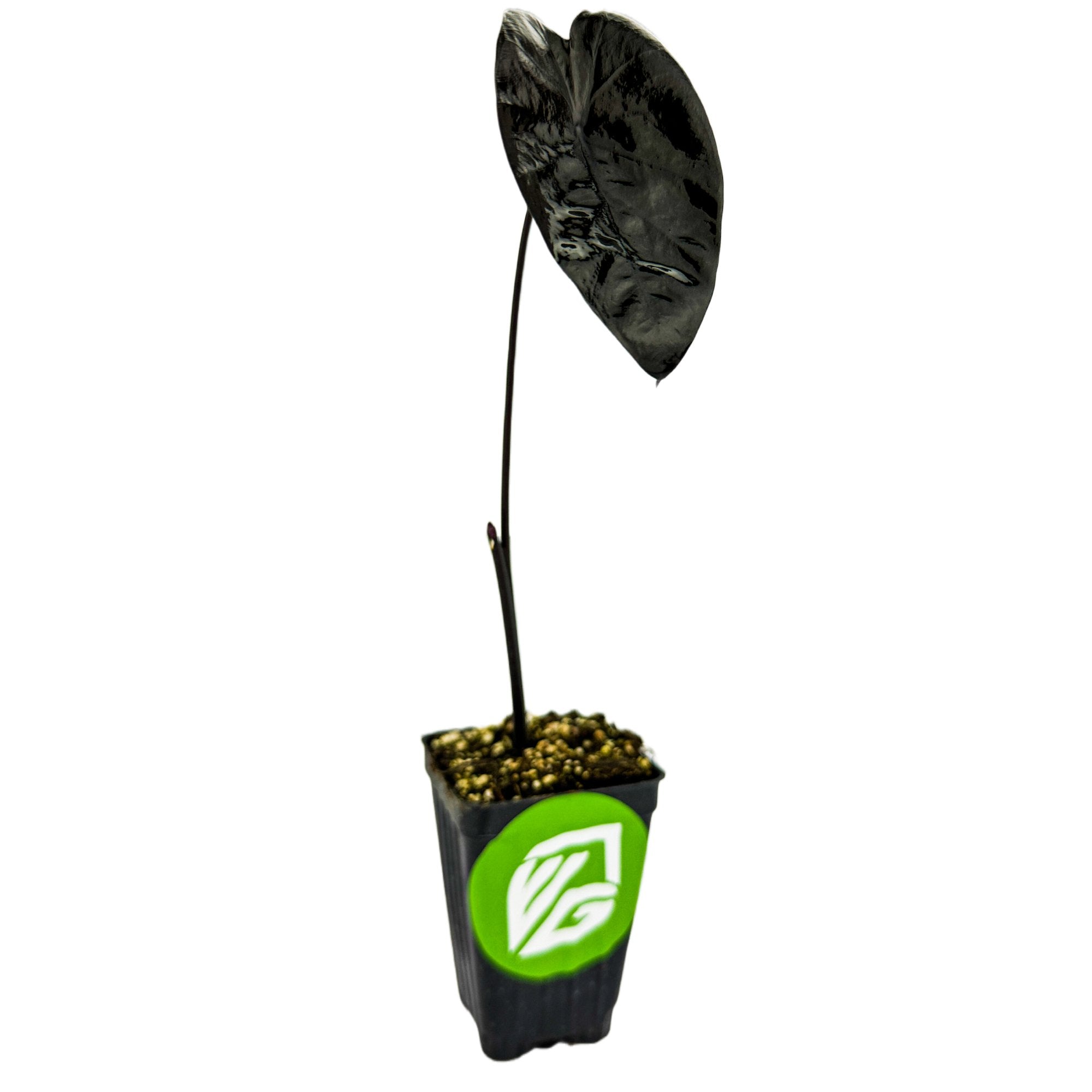 The Wellspring Gardens Painted Black Elephant Ear ppaf Gecko tm - Colocasia features a single tall stem with a large glossy dark purple-black leaf in a small black pot, green and white logo, and pebbly soil—an eye-catching dark foliage plant.