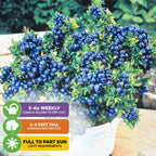 The Wellspring Gardens Top Hat Blueberry (Vaccinium augustifolium) features clusters of ripe blue berries and green leaves. Water 5-6x weekly, grows 2-3 ft tall, and thrives in full to part sun—perfect for patios!.