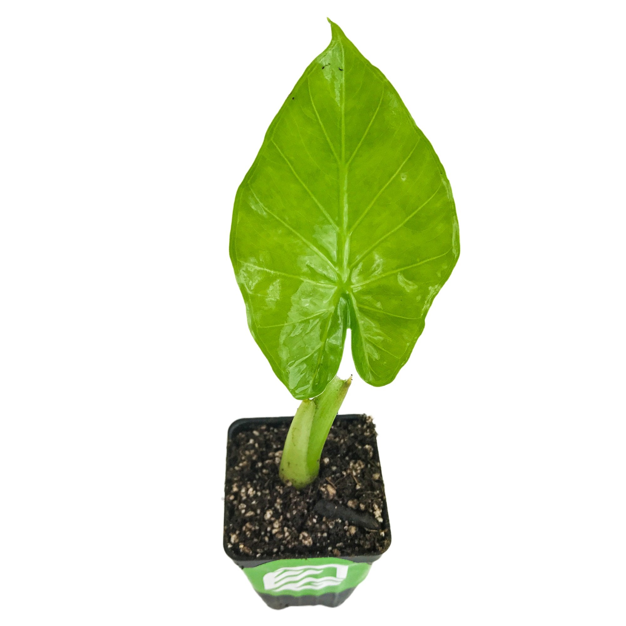 Calidora Elephant Ear (Persian Palm) - Alocasia – Wellspring Gardens
