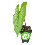 A small potted Corazon Elephant Ear (Aquino) - Alocasia heterophylla by Wellspring Gardens, featuring a single large, glossy green leaf in a black plastic pot with soil and a bright green label with a white design.