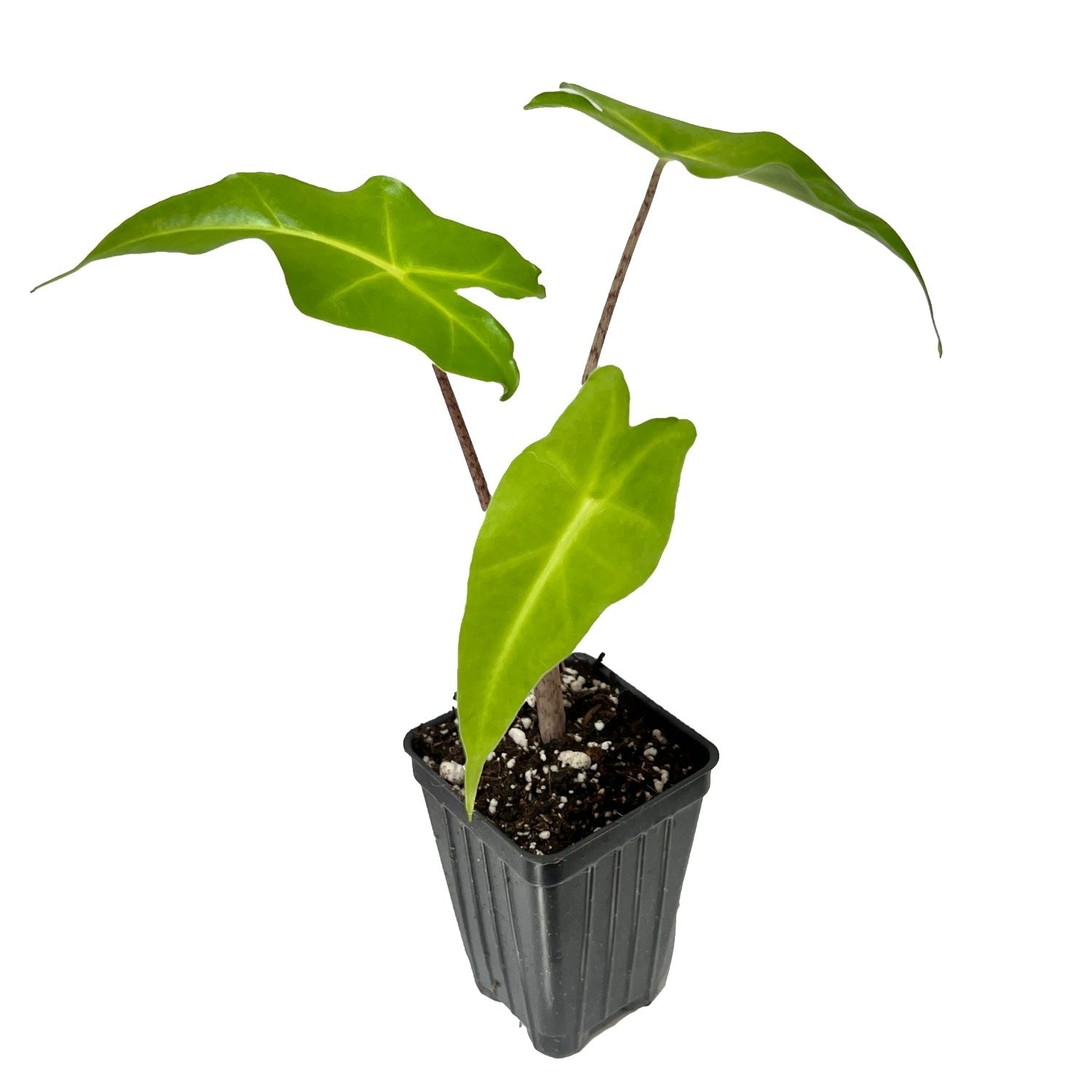 Golden Dragon Elephant Ear - Alocasia