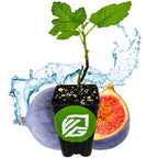 A Wellspring Gardens LSU Purple Fig (Ficus carica) plant with green leaves stands before a splash of water, a whole fig, and a cut-open fig revealing its sweet red interior. This self-pollinating variety is in a pot with a green label and white logo.